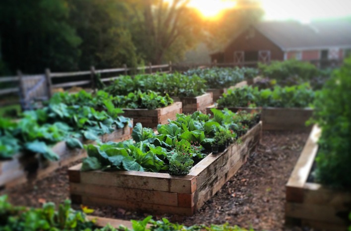 Why You Should Give Organic Gardening A Try